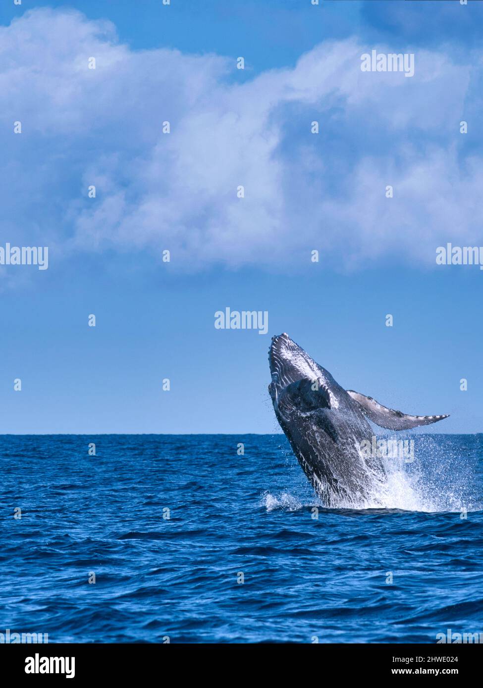 Humpback Whale violazione Foto Stock