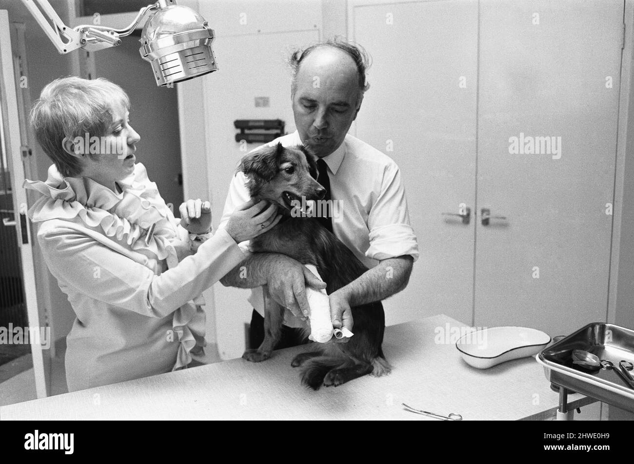 La signora Cindy Bell ha visto qui aiutare il veterinario Robert White durante l'apertura di una nuova ala da parte della duchessa di Beaufort 22nd giugno 1970. Foto Stock