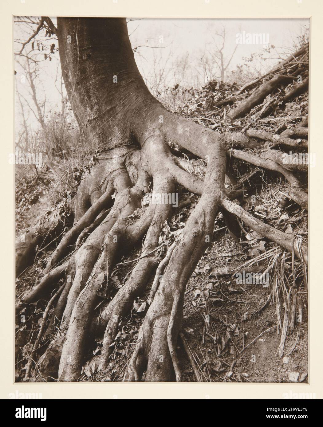 Saint-Cloud. Artista: Eugène Atget, francese, 1857–1927Printer: Berenice Abbott, americano, 1898–1991 Foto Stock