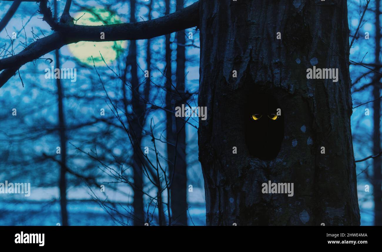 OWL occhi guardando fuori da un albero cavo. Foto Stock