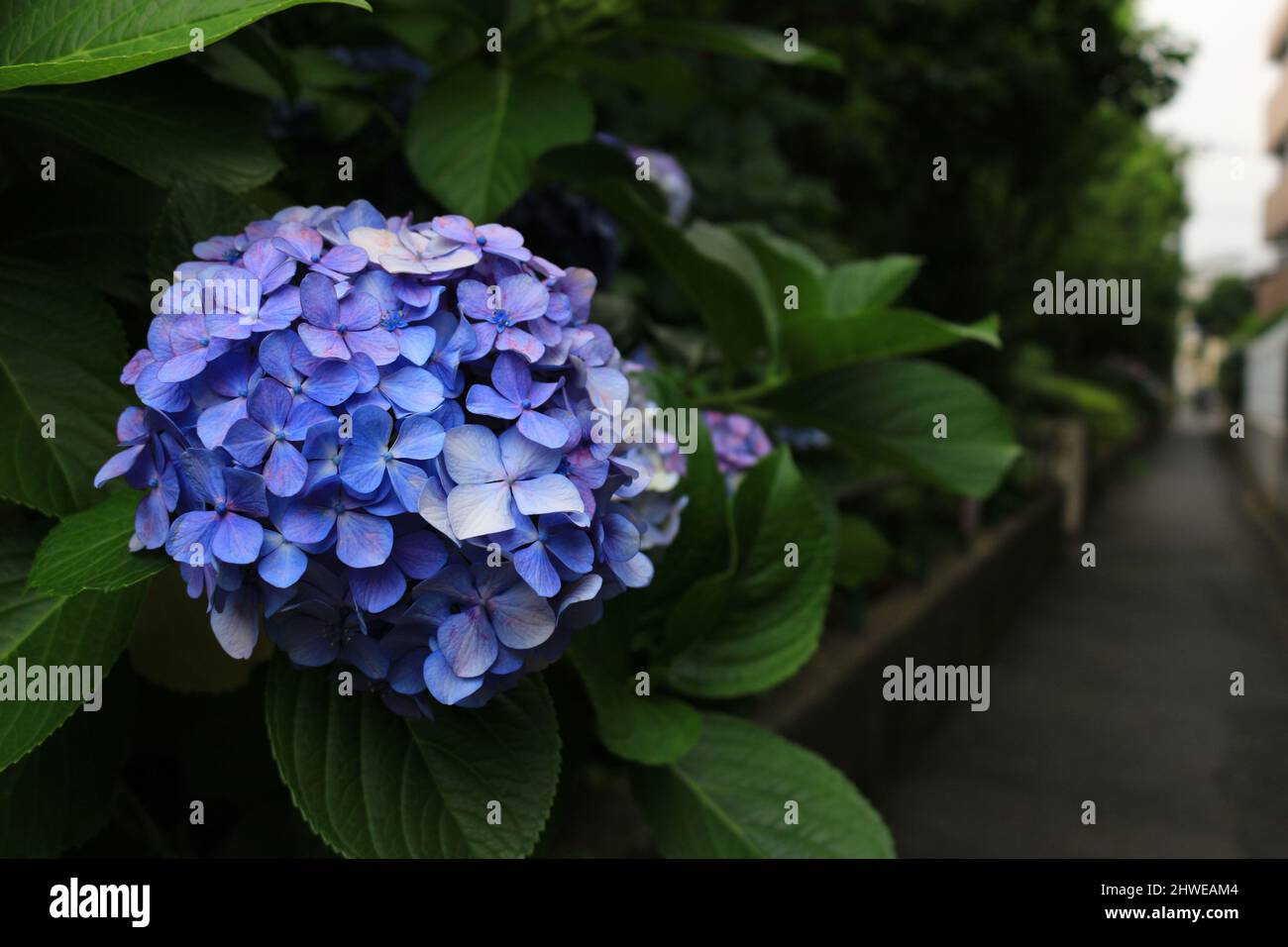 Una vista dei vicoli di una città giapponese dove fioriscono i fiori di hydrangea Foto Stock