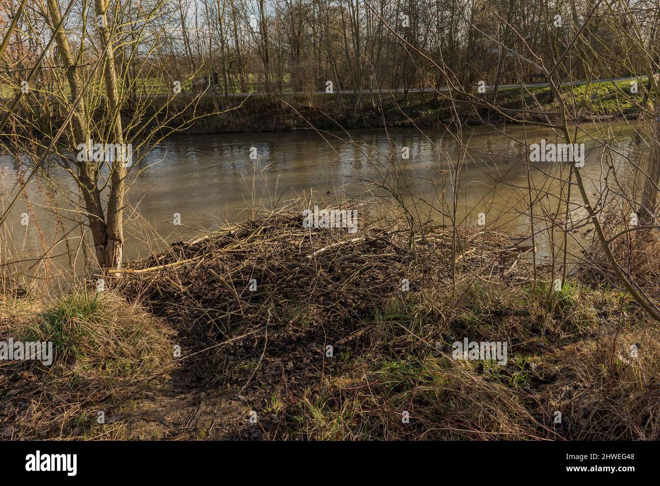 Grande diga del castoro eurasiatico sul fiume Nidda, Francoforte, Germania Foto Stock