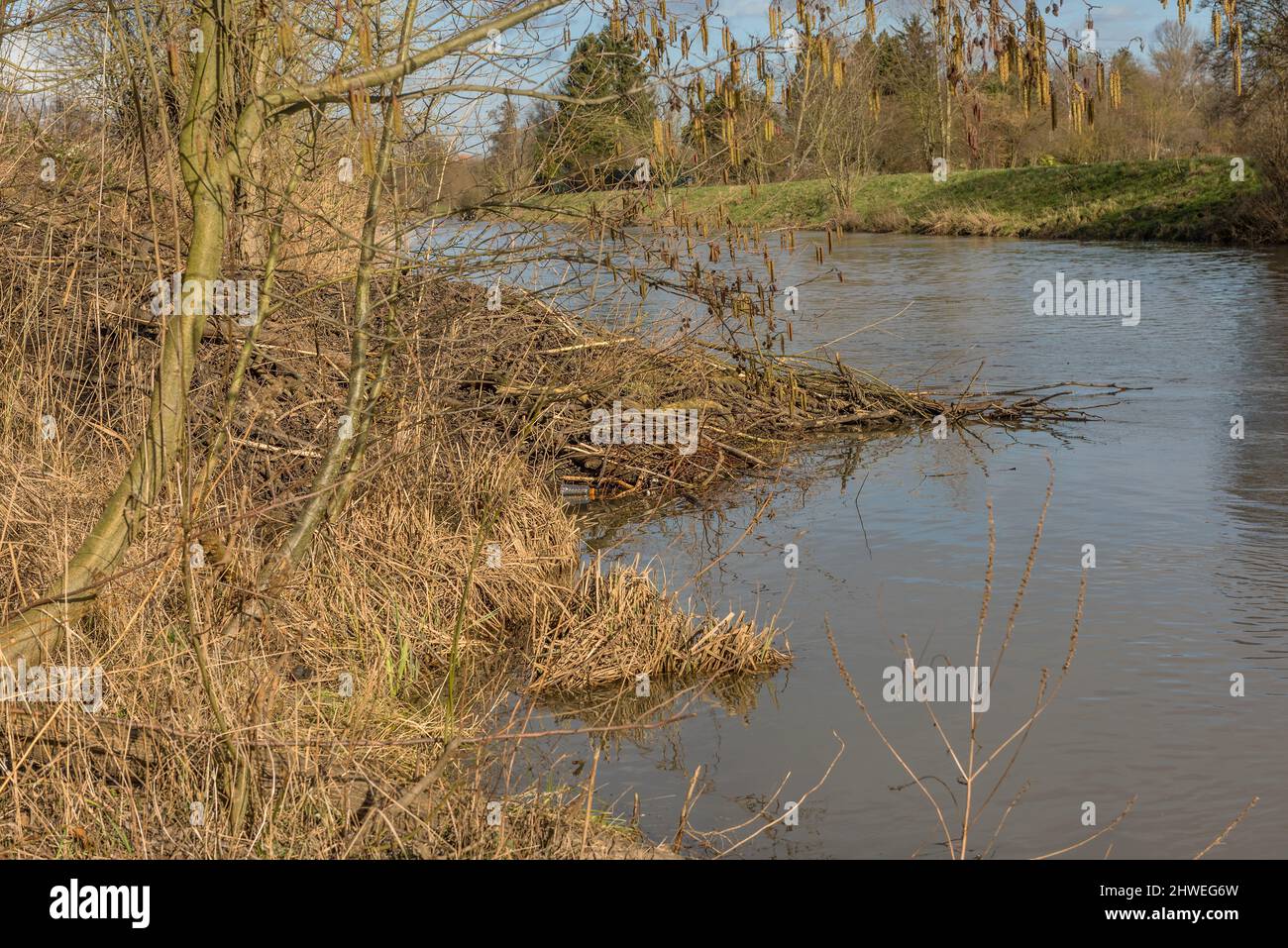 Grande diga del castoro eurasiatico sul fiume Nidda, Francoforte, Germania Foto Stock