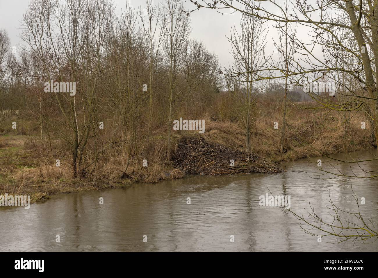 Grande diga del castoro eurasiatico sul fiume Nidda, Francoforte, Germania Foto Stock