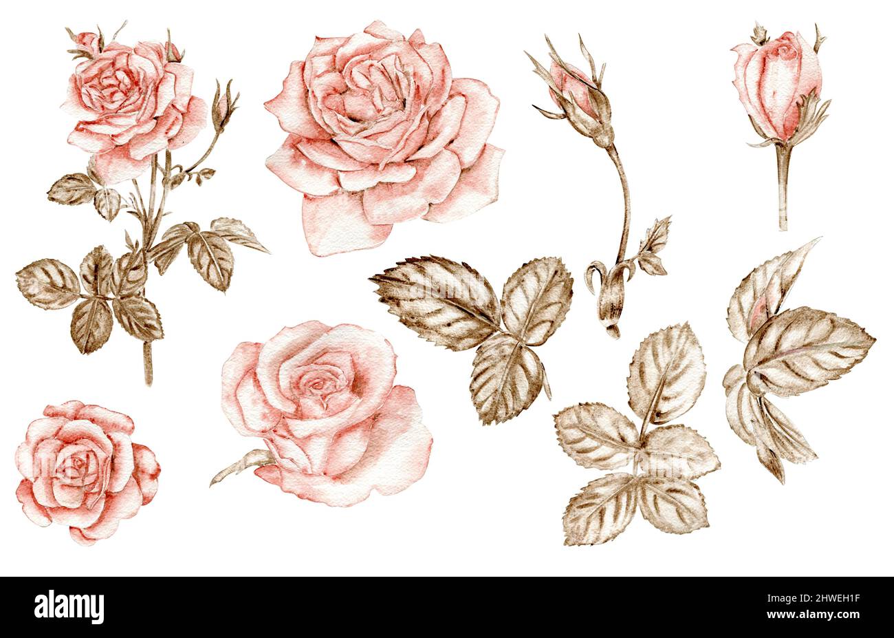 Set di rose vintage Foto Stock