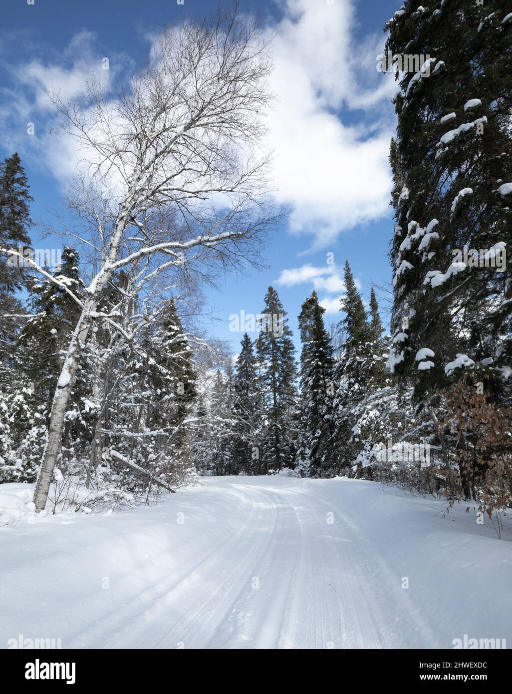 Neve coperte gli alberi lungo la strada per Tea Lake diga in Algonquin Park Ontario nel mese di marzo Foto Stock