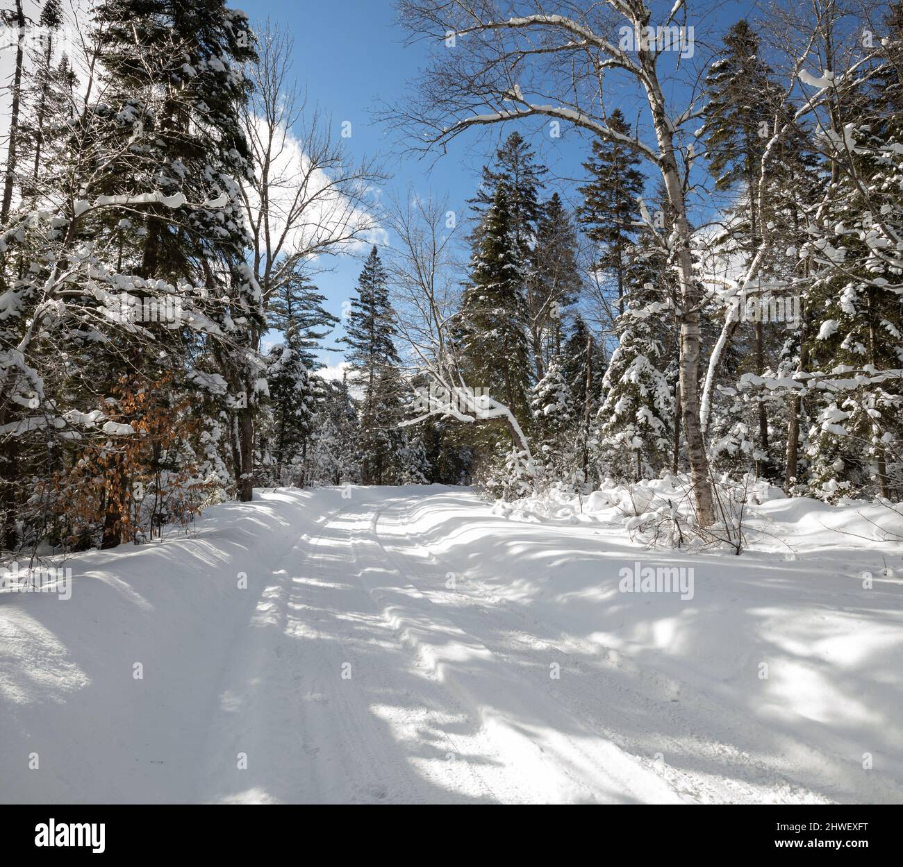 Neve coperte gli alberi lungo la strada per Tea Lake diga in Algonquin Park Ontario nel mese di marzo Foto Stock