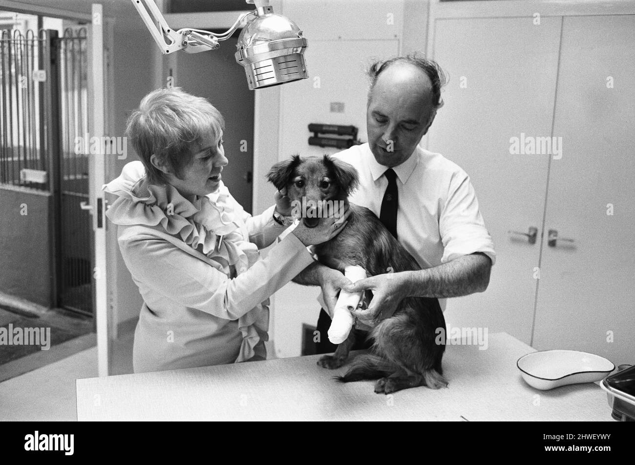 La signora Cindy Bell ha visto qui aiutare il veterinario Robert White durante l'apertura di una nuova ala da parte della duchessa di Beaufort 22nd giugno 1970. Foto Stock