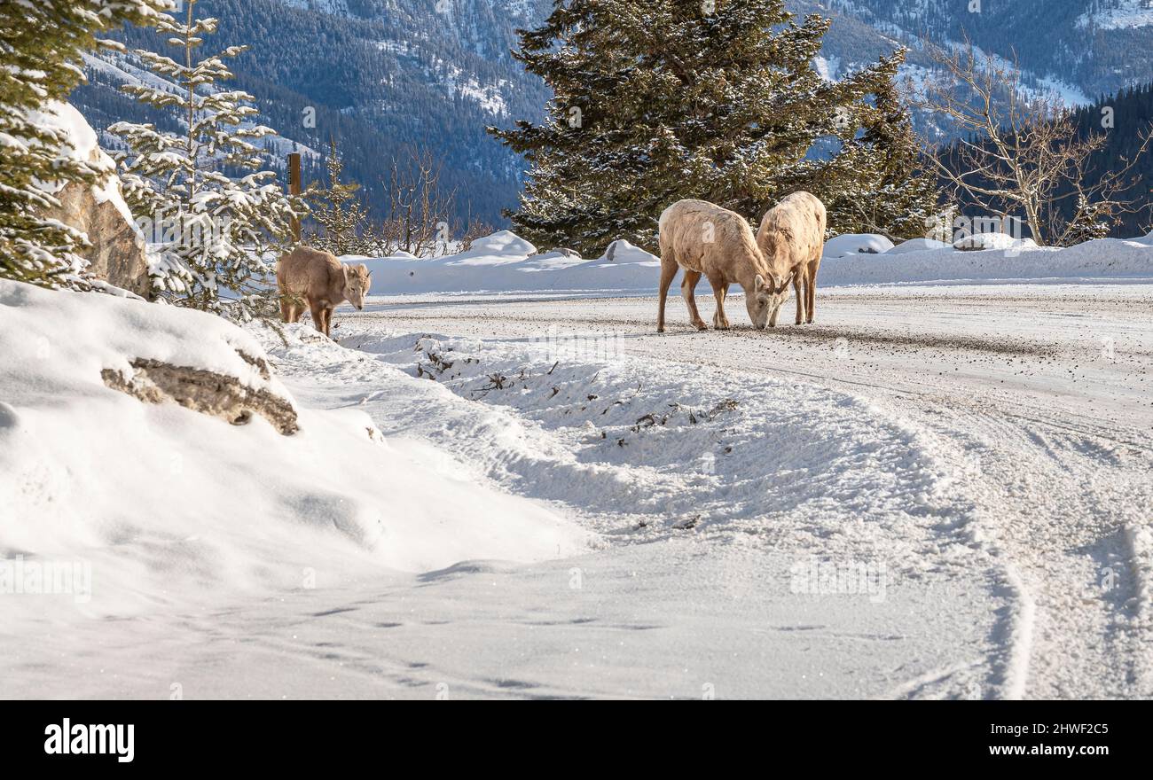 Pecora di Bighorn (Ovis canadensis) mangiare sale stradale nel Parco Nazionale di Banff, Alberta, Canada Foto Stock