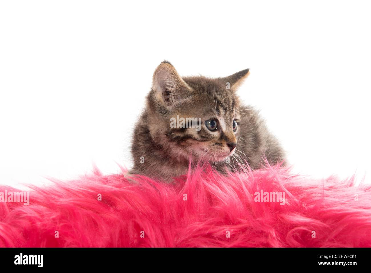 Carino gattino tabby che riposa su soffice coperta rosa su sfondo bianco Foto Stock