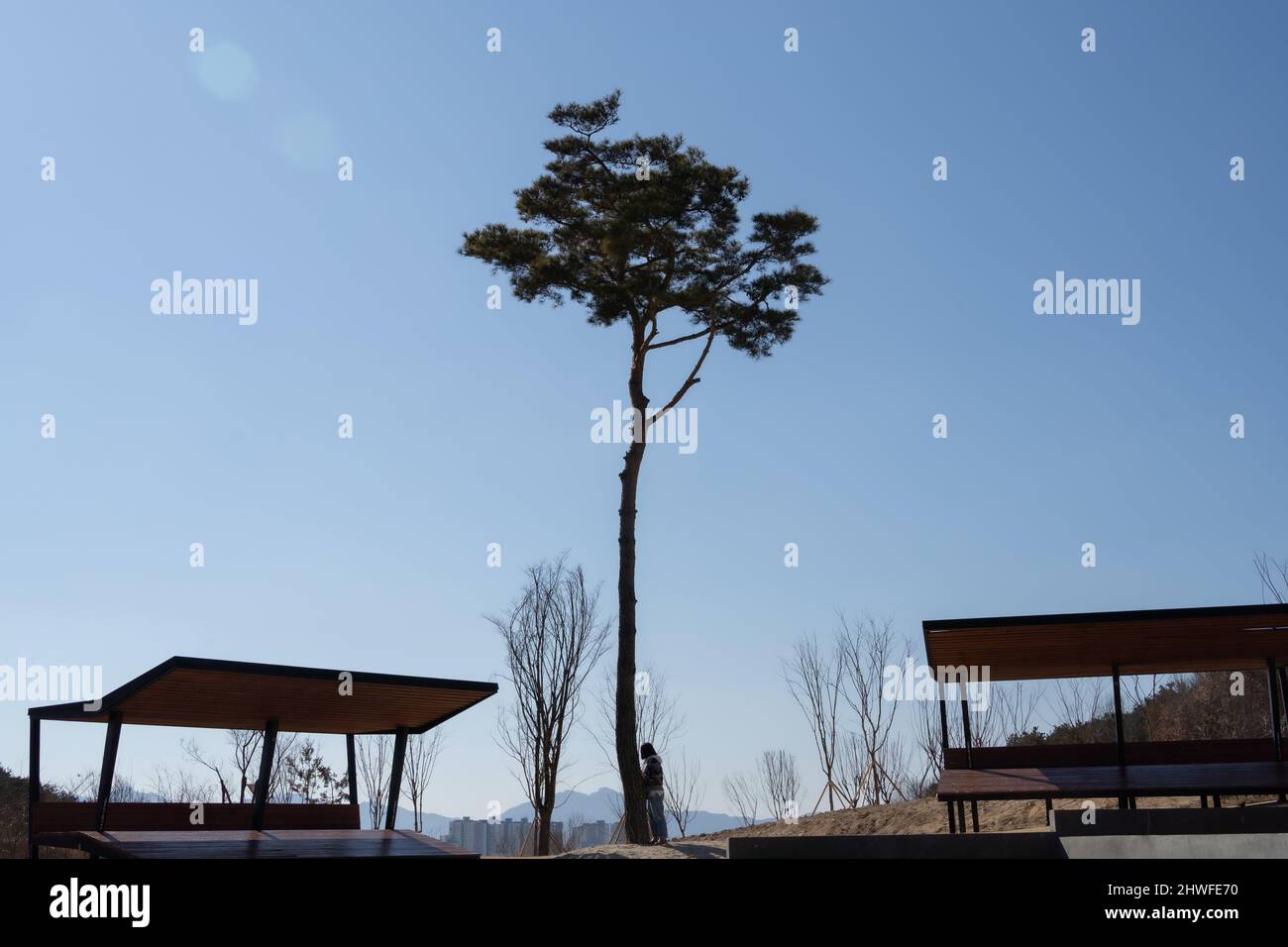 Una donna si appoggia davanti ad un grande albero e guarda il paesaggio sul retro di una collina Foto Stock