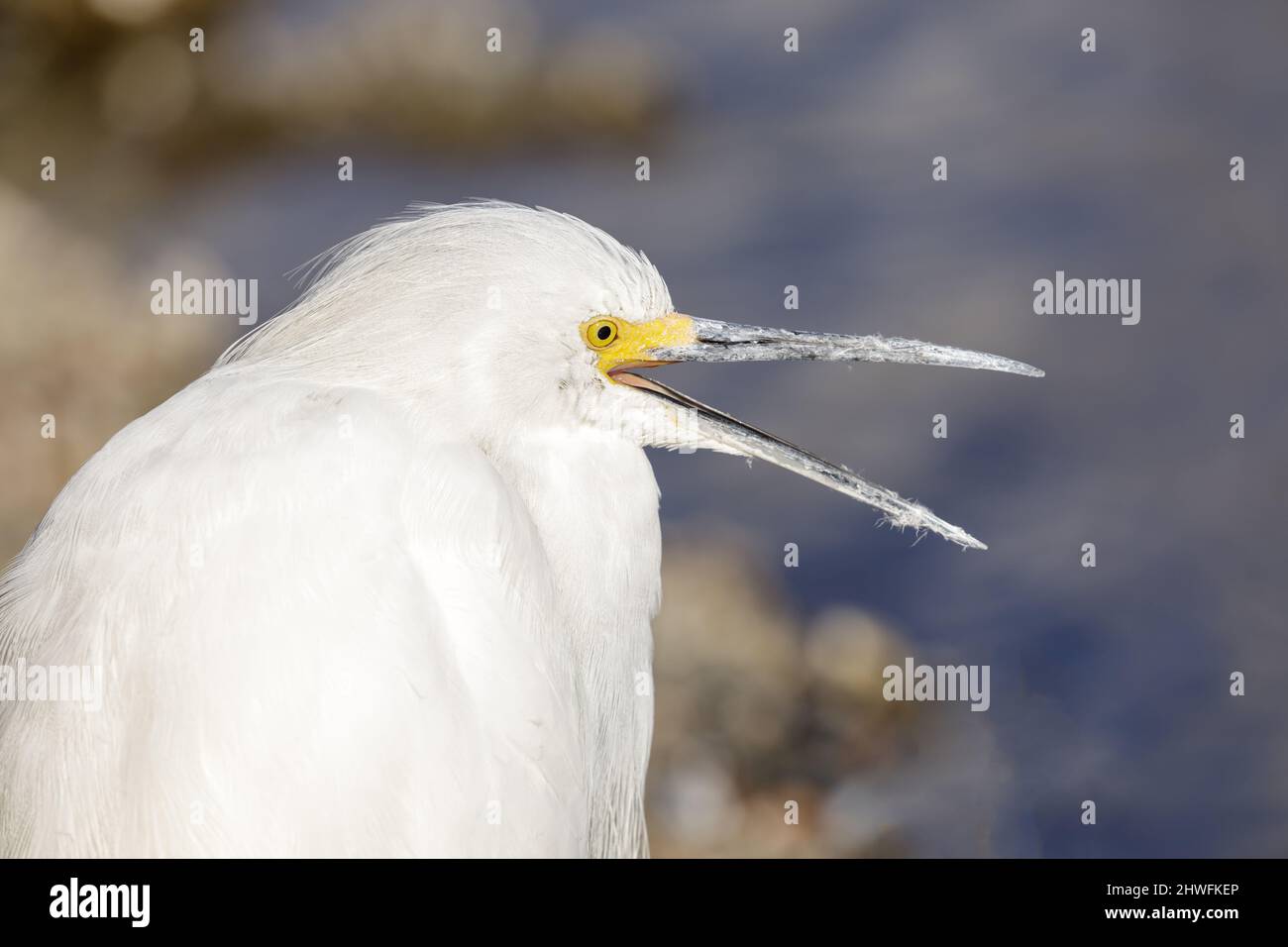 Egret nevoso con becco aperto. Shoreline Lake and Park, contea di Santa Clara, California, Stati Uniti. Foto Stock