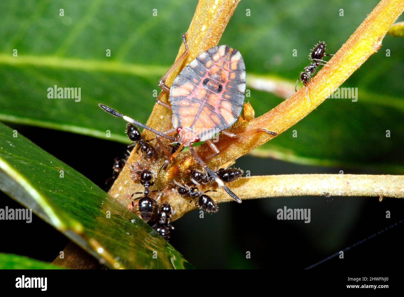 Bug di inchiostro di lychee. Rosea di Lyramorpha. Noto anche come litchi Stink Bug. Piccola Ninfa con formiche, che beve linfa da un ramo di albero. Coffs Harbour, Australia Foto Stock