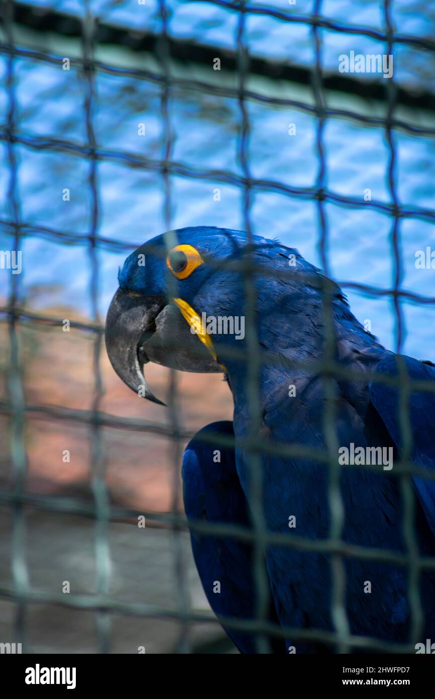 Il macaw di giacinto (Anodorhynchus hyacinthinus), o macaw di iacinthine, è un pappagallo originario del sud America centrale ed orientale.macaw blu. Uccelli in gabbie. Foto Stock