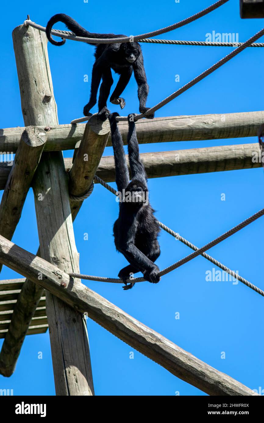 Scimmie ragno che usano la coda, sono scimmie del nuovo mondo appartenenti al genere Ateles, parte della sottofamiglia Atelinae, famiglia Atelidae. Foto Stock