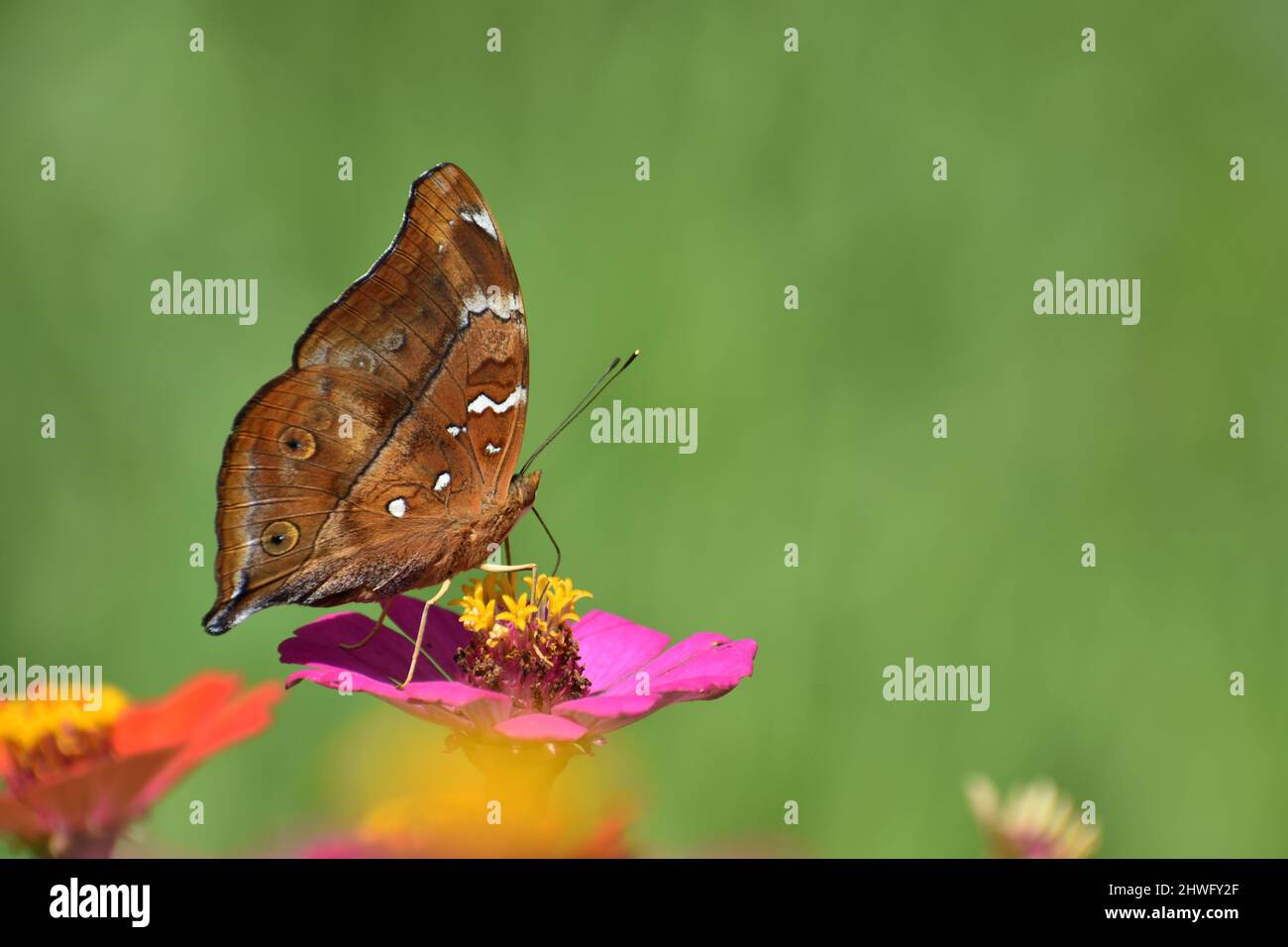 Una farfalla d'autunno arroccata sul fiore di Zinnia. Foto Stock