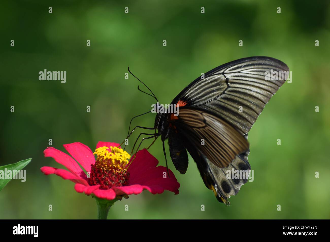 Una farfalla di Gran mormon femmina arroccato sul fiore di Zinnia. Foto Stock