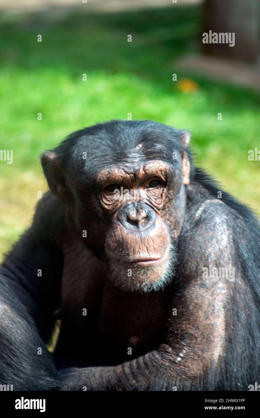 Lo scimpanzé (Trogloditi Pan), noto anche semplicemente come scimpanzé. Scimpanzé ritratto, scimpanzé emotivo. Umanità sugli animali. Animali intelligenti. Foto Stock