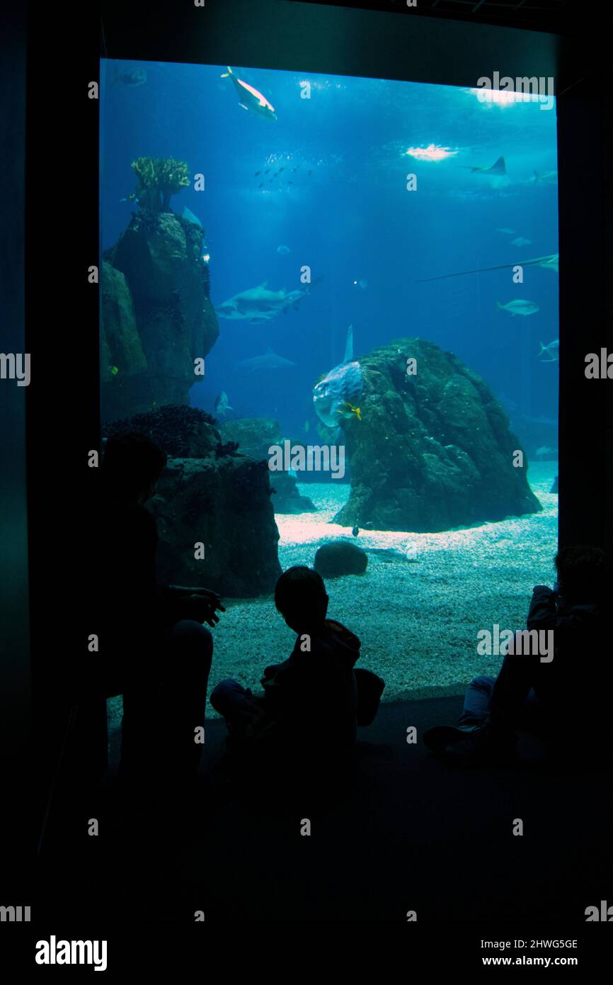 Il pesce solare dell'oceano o mola comune (Mola mola) è uno dei due pesci ossei più noti al mondo. Acquario di Lisbona. Foto Stock