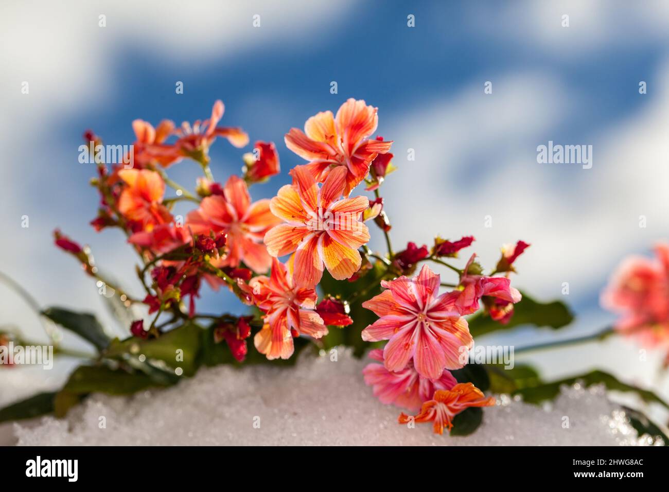 'Mountain Dreams' Cliff Maids, Broklewisia (Lewisia cotiledone) Foto Stock