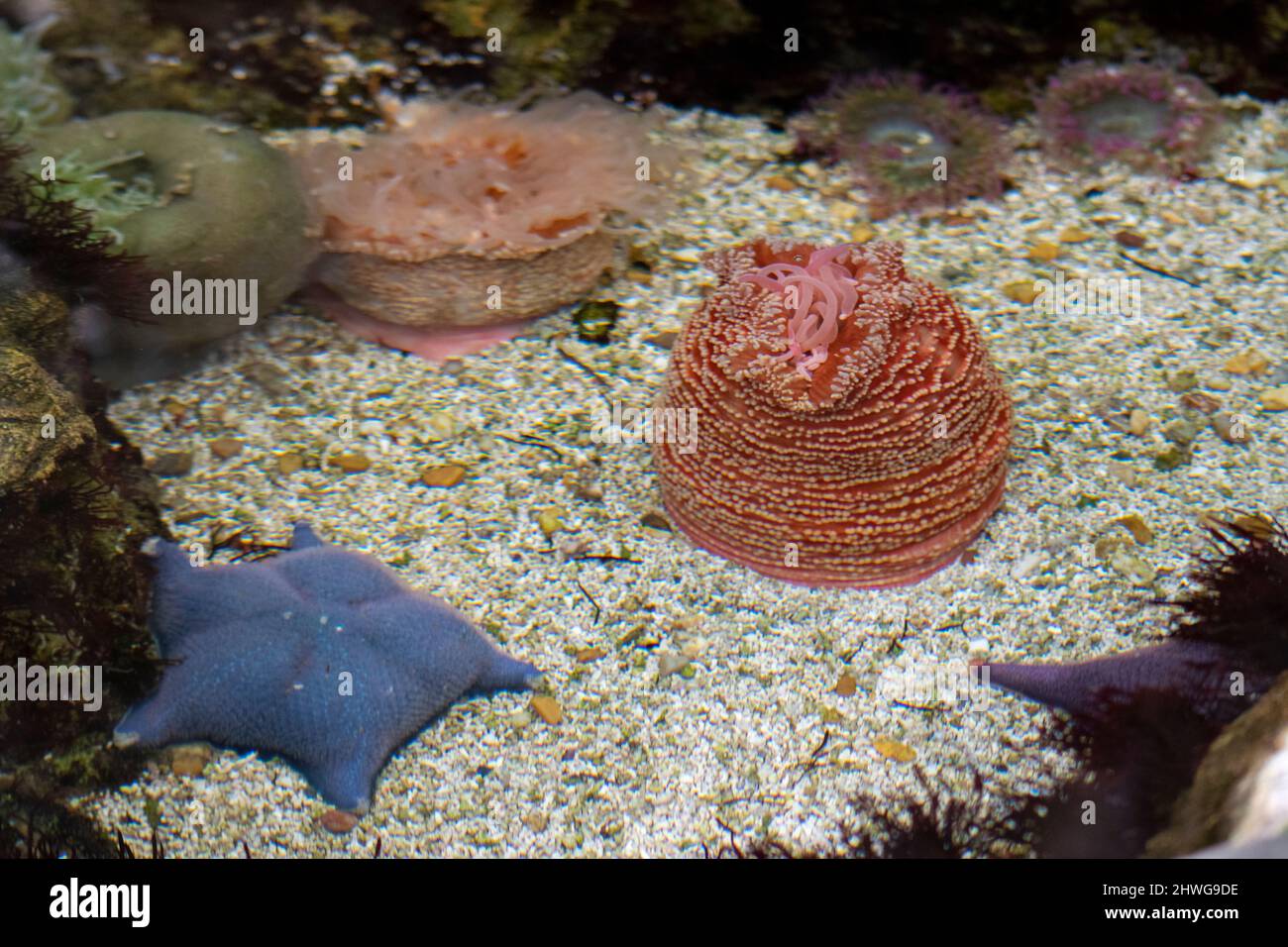 Anemoni colorati dal fondo dell'oceano, riff e coralli. Foto Stock