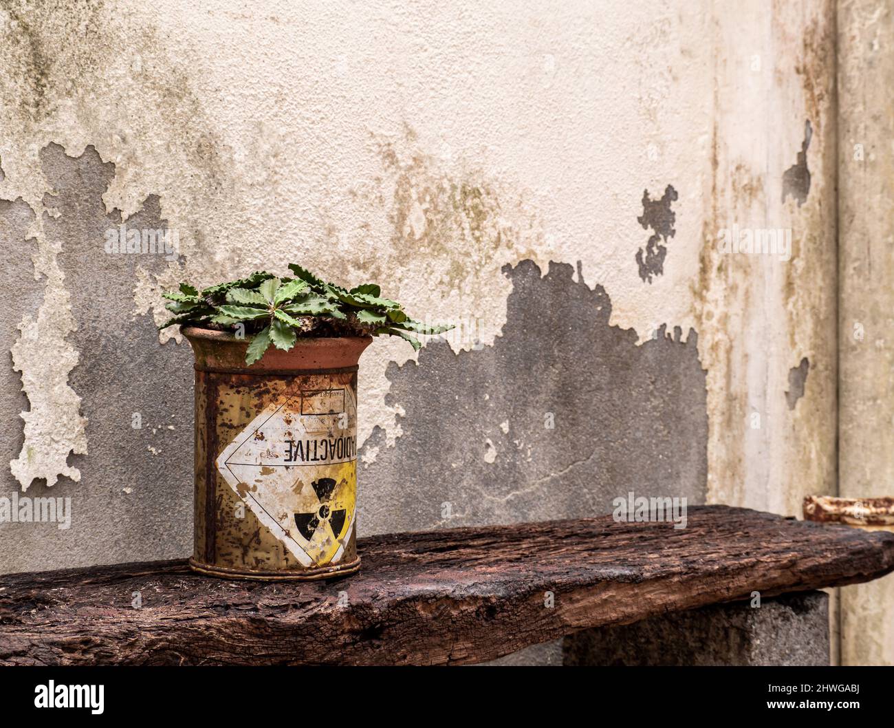 Euphorbia capsaintemariensis nella vecchia confezione di materiale radioattivo Foto Stock