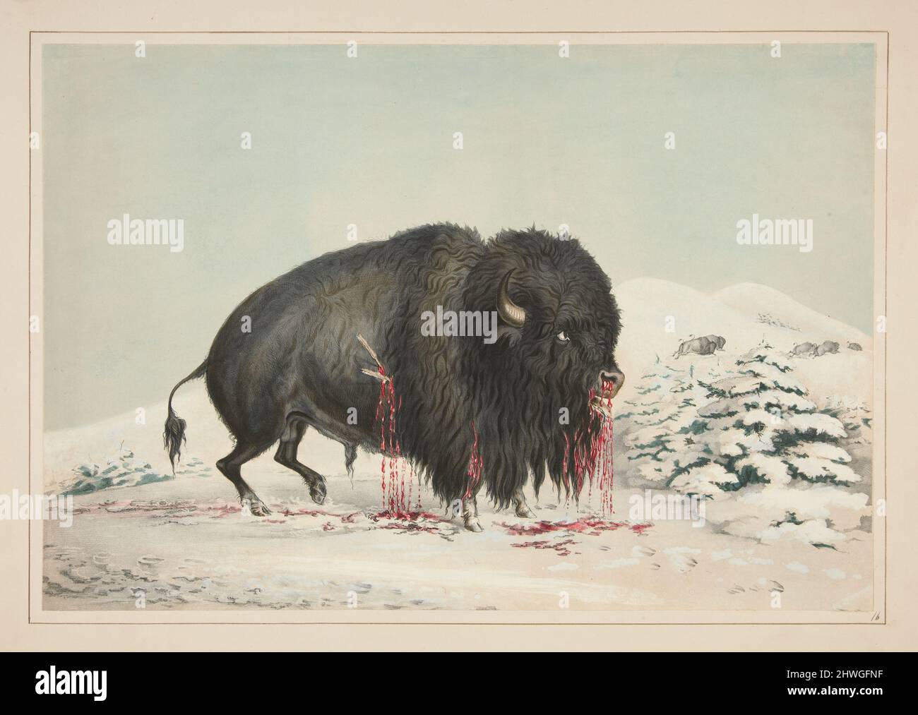 Bue di bufalo ferito, pl. 16 dal North American Indian Portfolio. Artista: George Catlin, americano, 1796–1872 Foto Stock