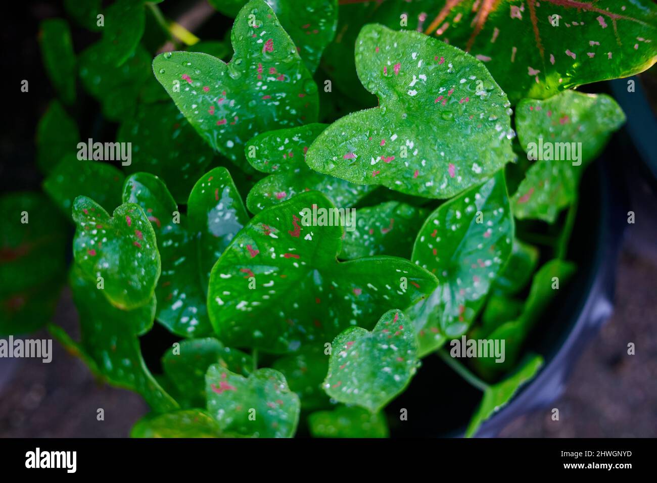 Primo piano il modello di foglie di pianta variegata nel giardino Foto Stock