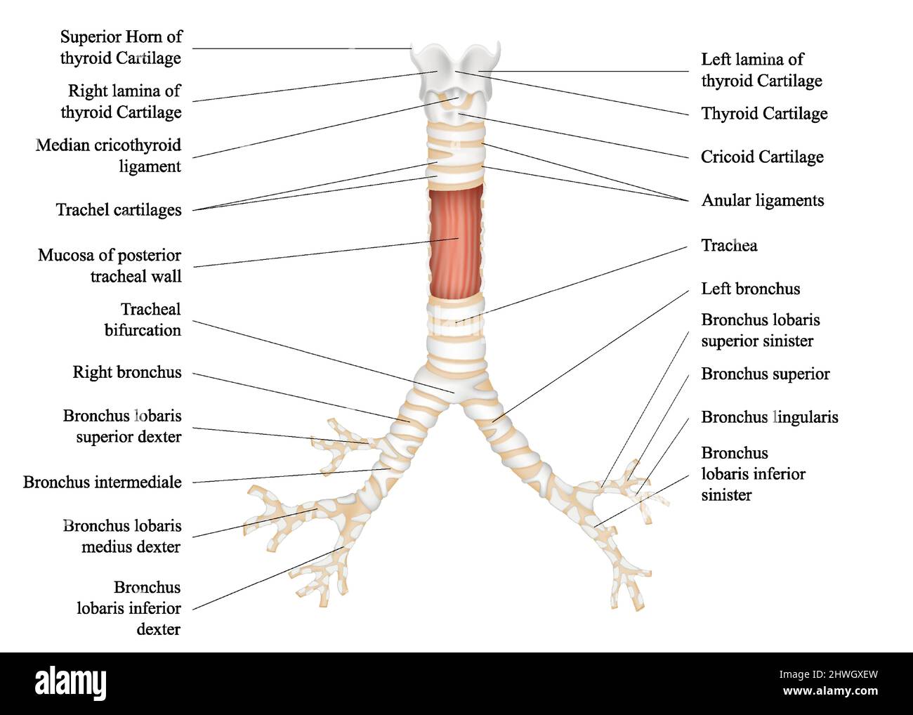 La struttura della trachea umana. L'osso ioide. La mela di Adam. Bronco sinistro e destro. Cartilagine tiroidea. Illustrazione vettoriale. Illustrazione Vettoriale