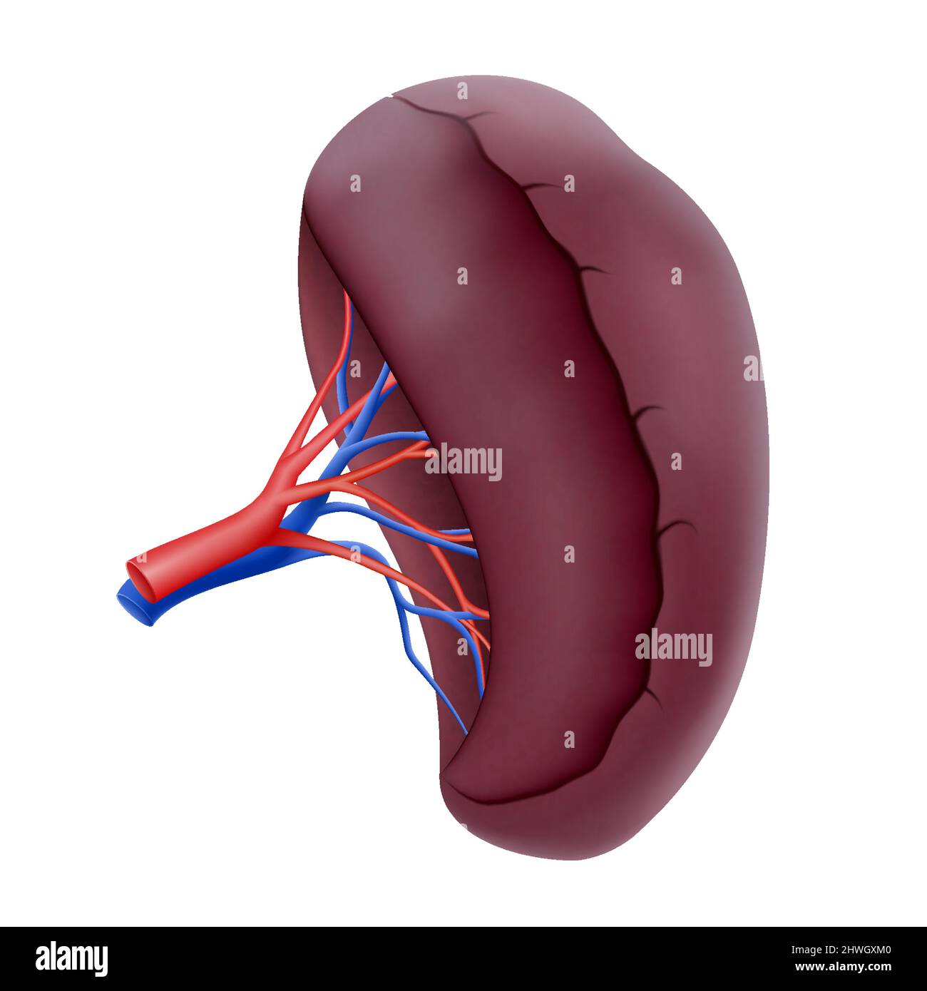 Milza umana. Raccolta di organi umani, illustrazione vettoriale realistica a 3D, isolata su sfondo bianco Illustrazione Vettoriale