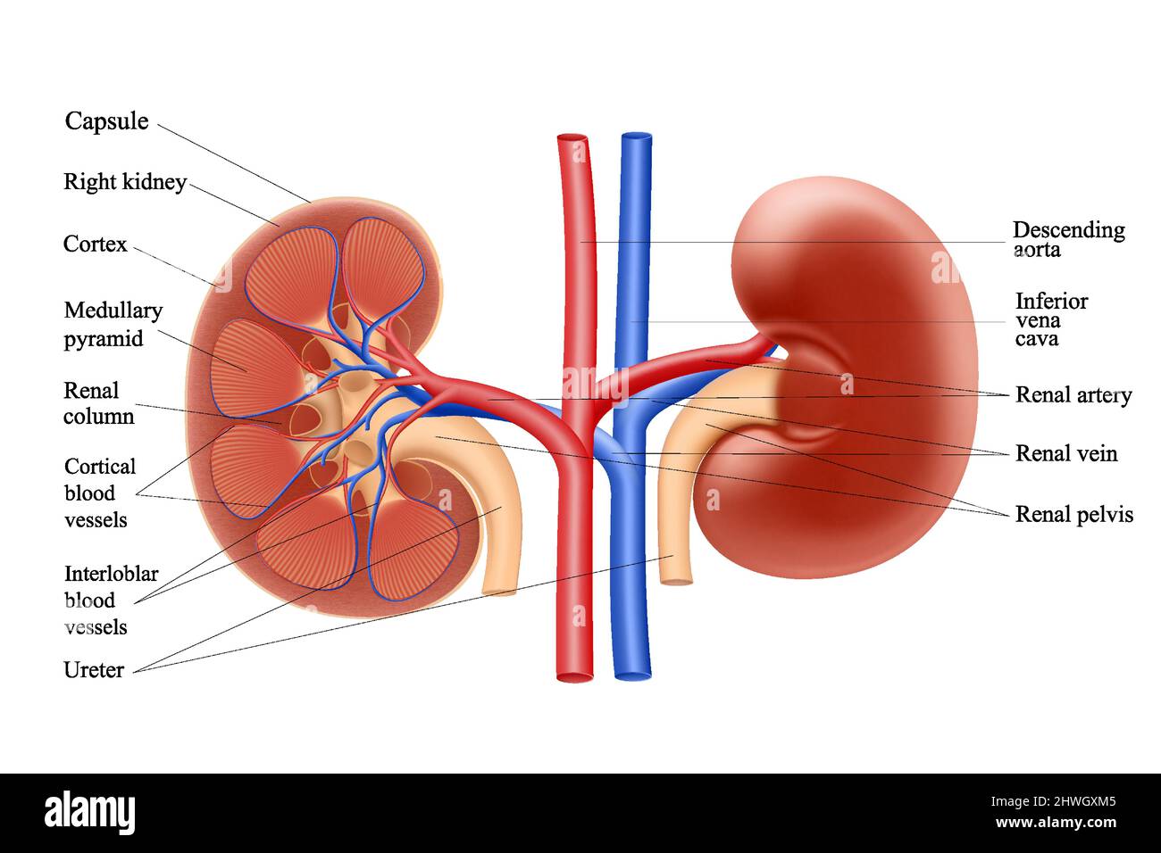 Diagramma che mostra l'anatomia del rene umano. Illustrazione ...