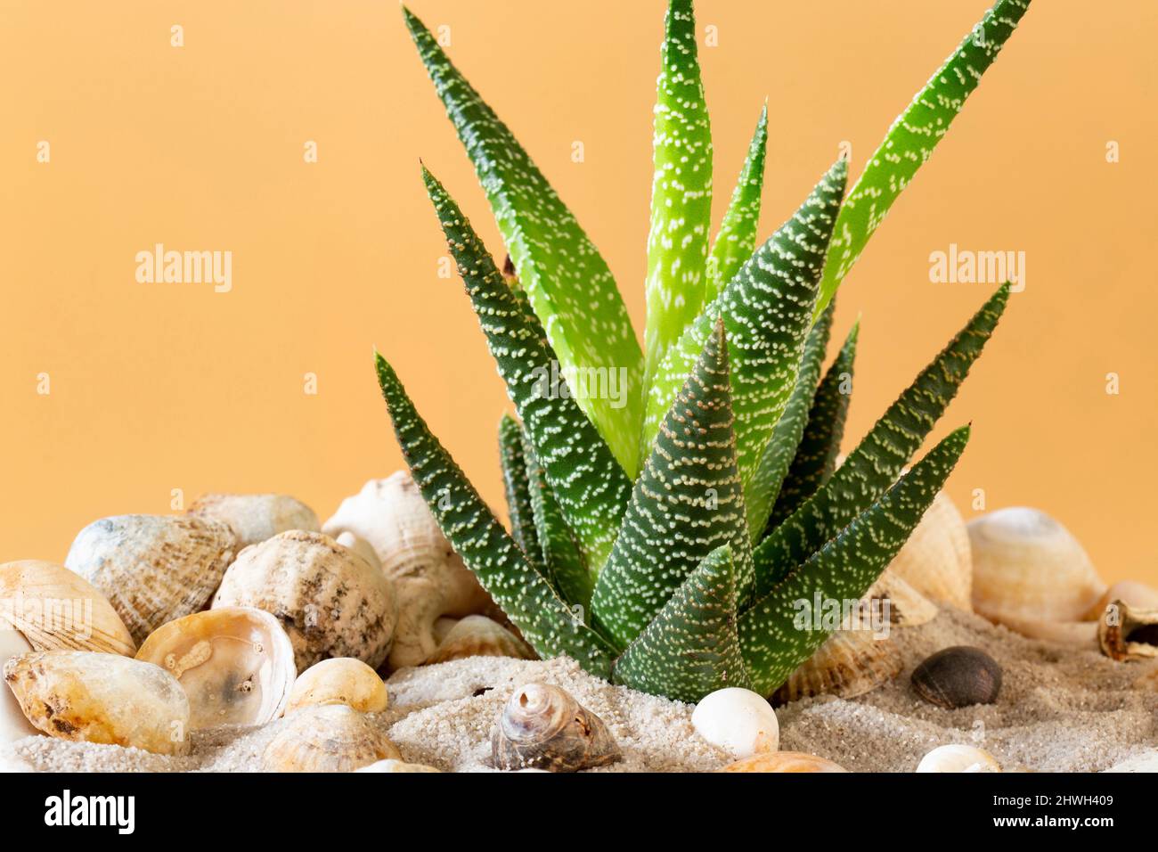 Horthia aloe pianta succulenta che cresce in ambienti chiusi. Con display a sabbia e guscio Foto Stock