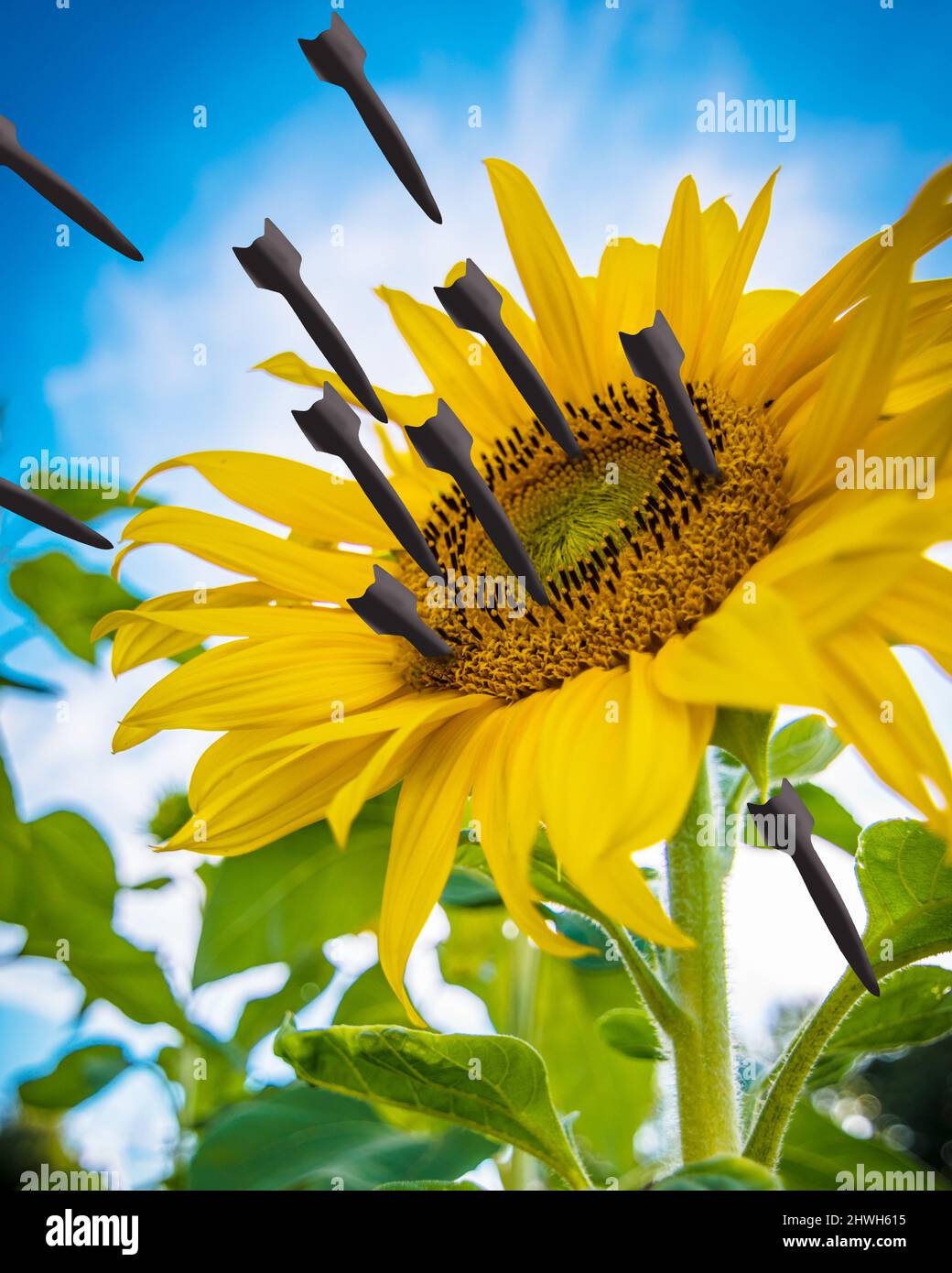 Girasole attaccato da razzi militari. Concetto di guerra contro l'Ucraina. Foto Stock