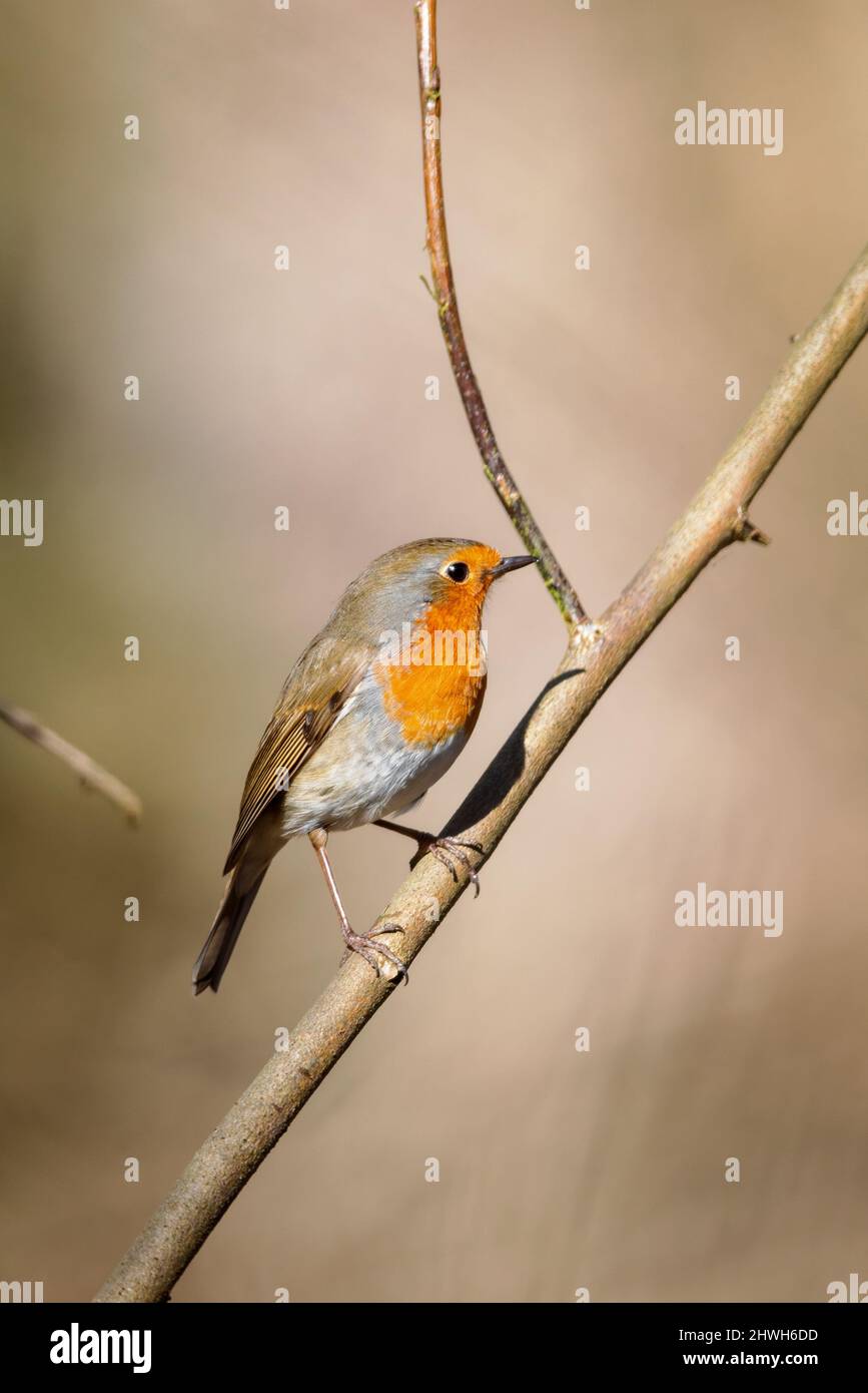 Rapina europea (Erithacus rubecula) seduta in un cespuglio in primavera nella zona di protezione della natura Mönchbruch vicino a Francoforte, Germania. Foto Stock
