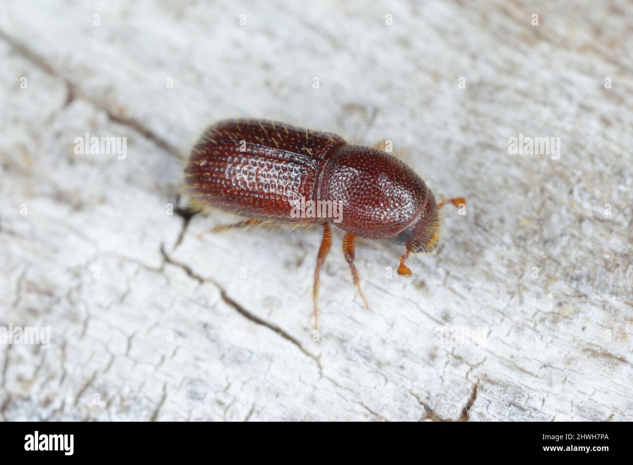 Corteccia di coleotteri (Dryocoetes hectographus) su legno. Foto Stock