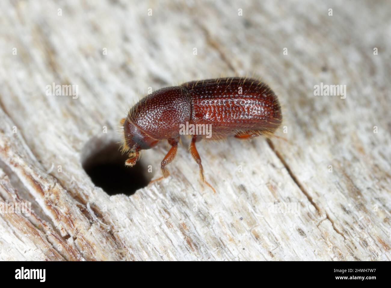 Corteccia di coleotteri (Dryocoetes hectographus) su legno. Foto Stock