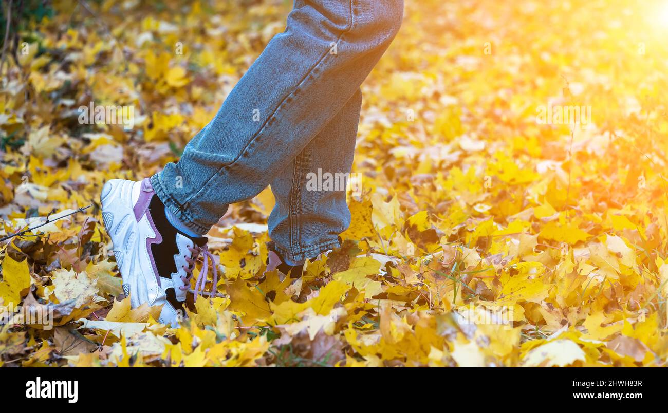 i piedi delle donne nelle sneakers calciano le foglie di acero giallo caduto in tempo di sole luminoso. Foto Stock