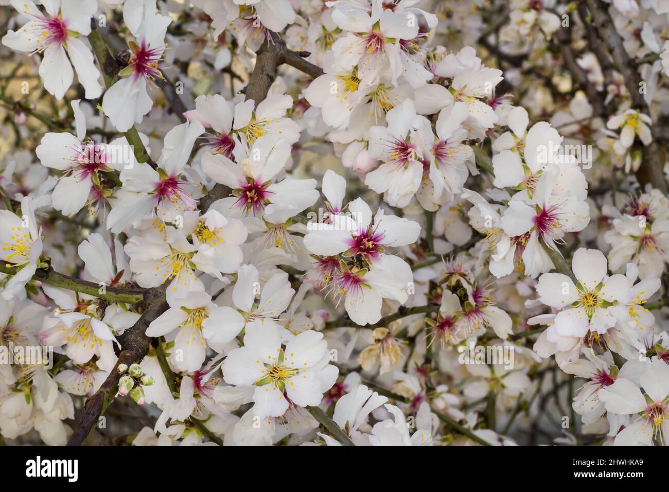 Bello, sfondo di mandorle in fiore in primavera Foto Stock