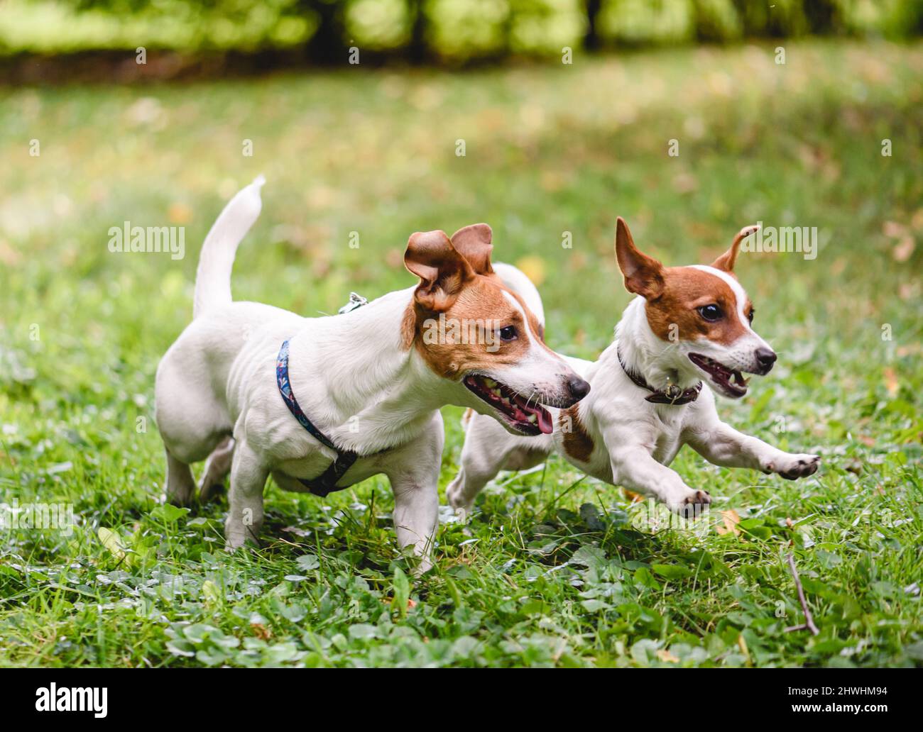 Due allegri cani Jack Russell Terrier che giocano insieme felicemente correndo sul prato verde nel parco pubblico. Il cane adulto gioca con il cucciolo Foto Stock