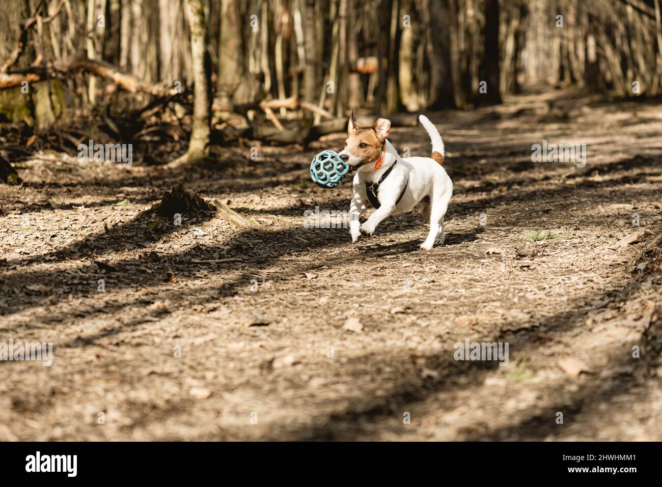 Cane che gioca con il giocattolo in foresta in primavera in caldo giorno di sole Foto Stock