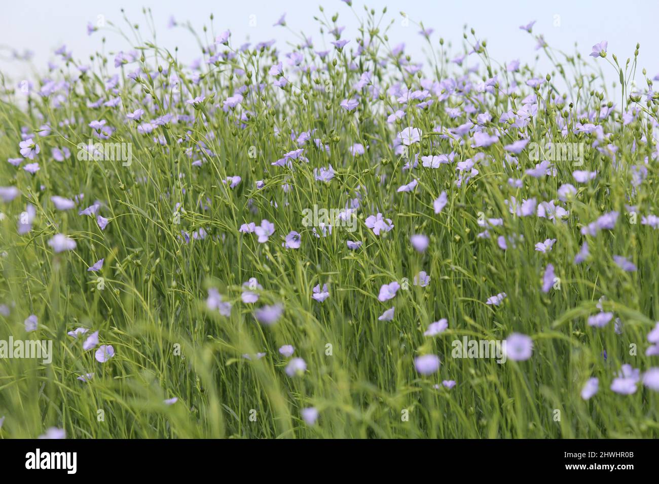 un grande gruppo fiorente di piante di lino con fiori blu e lunghi gambi verdi in primo piano in un campo nella campagna olandese in primavera Foto Stock