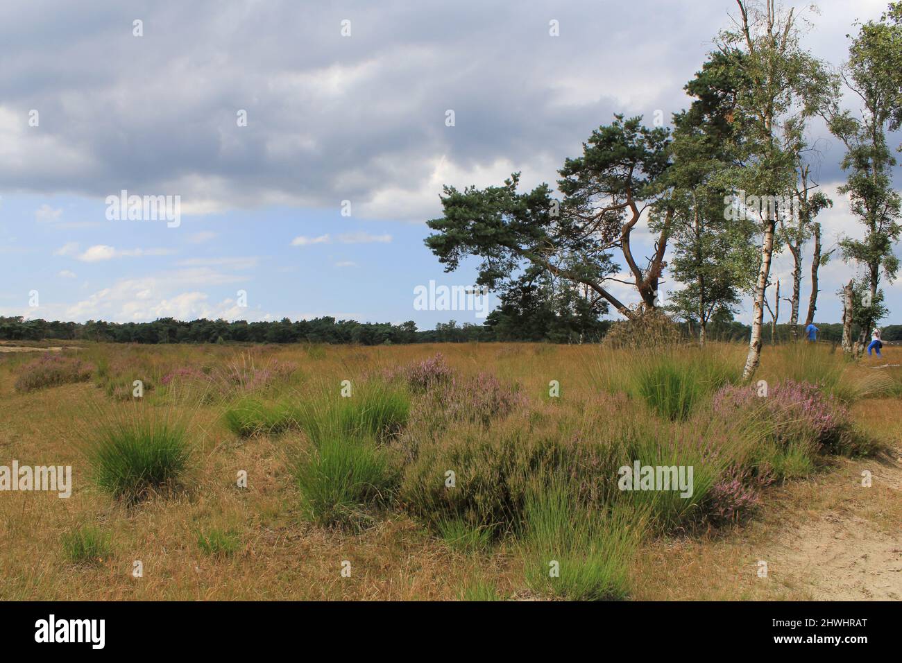 l'erica viola con alberi e una foresta e cielo blu con grande nuvola bianca sullo sfondo in belgio in autunno Foto Stock