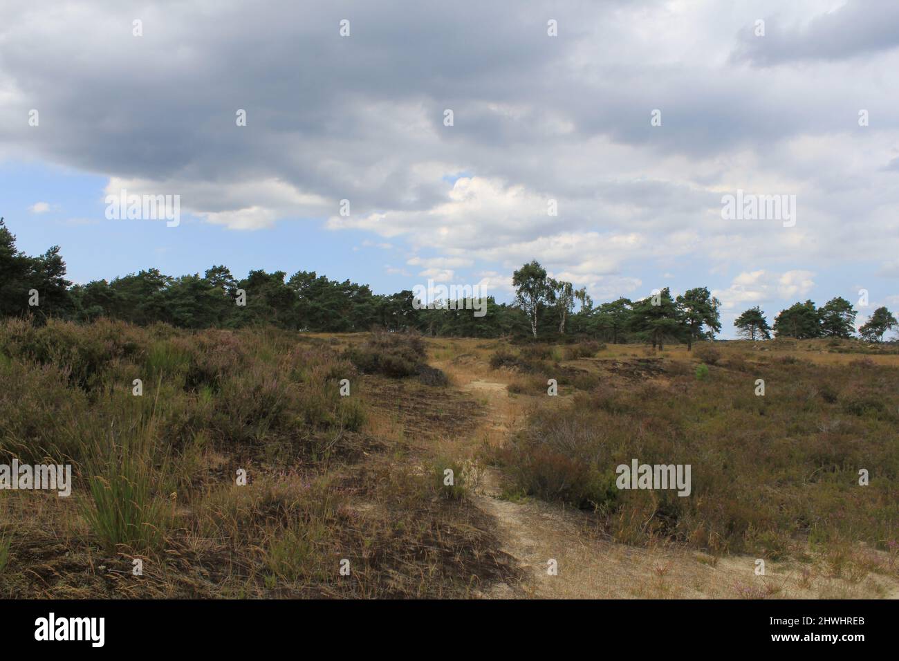 Un paesaggio di brughiera viola panoramico 'Kalmthoutse Heide' con un sentiero di sabbia e una foresta in Belgio in estate Foto Stock