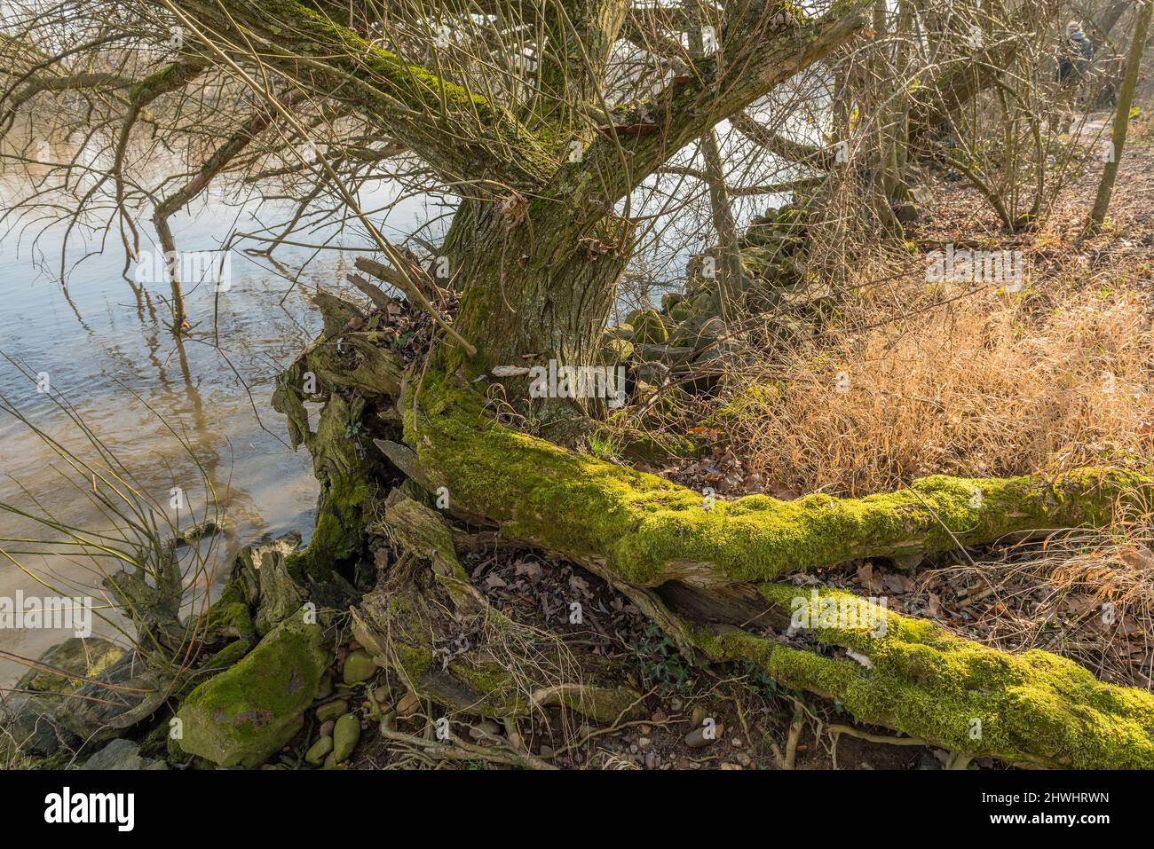 vecchio tronco di albero del salice cresciuto con muschio Foto Stock