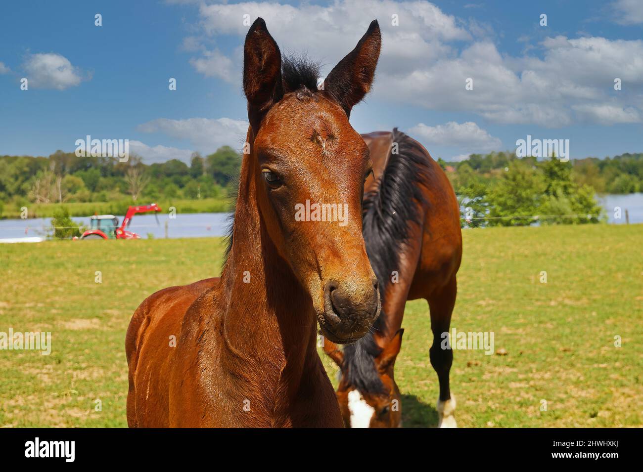 Primo piano ritratto di foca marrone hanoveriana con mare mare sul prato, sfondo del fiume - Olanda Foto Stock