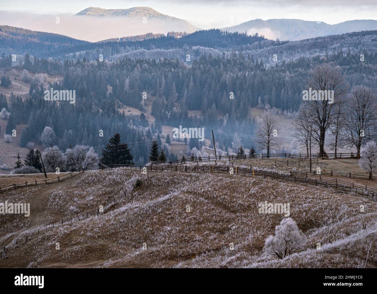 Inverno in arrivo. Pittoresca scena mattutina di nebbia e umoristica nella campagna montana tardo autunnale con brinzelo su erbe, alberi, pendii. Ucraina, Carpat Foto Stock