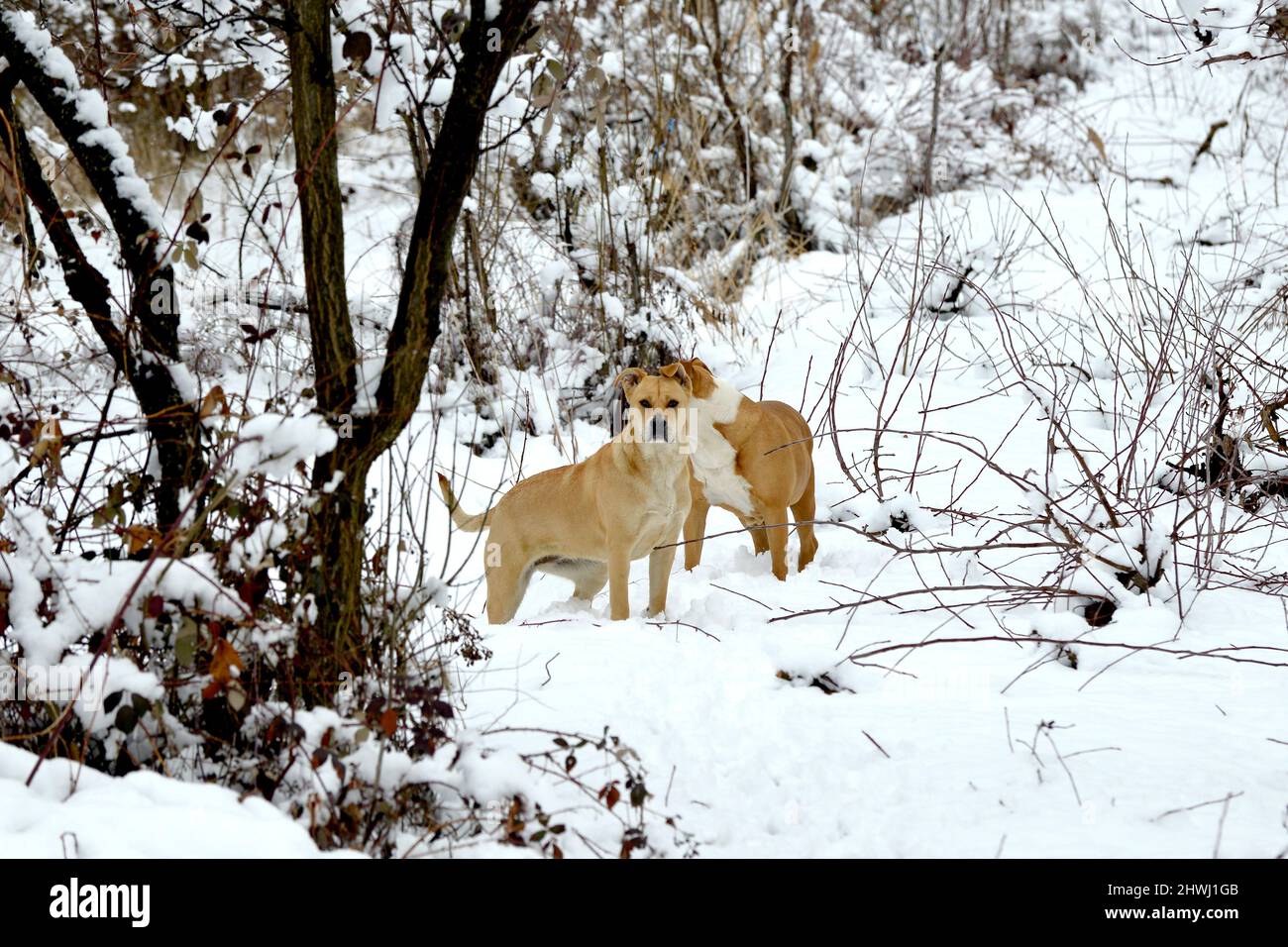 i cani amstaff sono fantastici nella foresta invernale. Stile di vita attivo, escursioni e trekking con animali domestici in stagione fredda, portando cani in lunghe passeggiate. Foto Stock