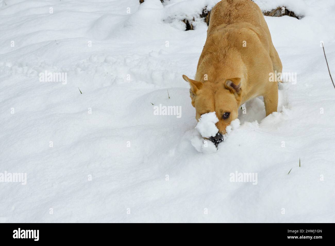 splendido cane amstaff mix nella foresta invernale. Stile di vita attivo, escursioni e trekking con animali domestici in stagione fredda, portando cani in lunghe passeggiate Foto Stock
