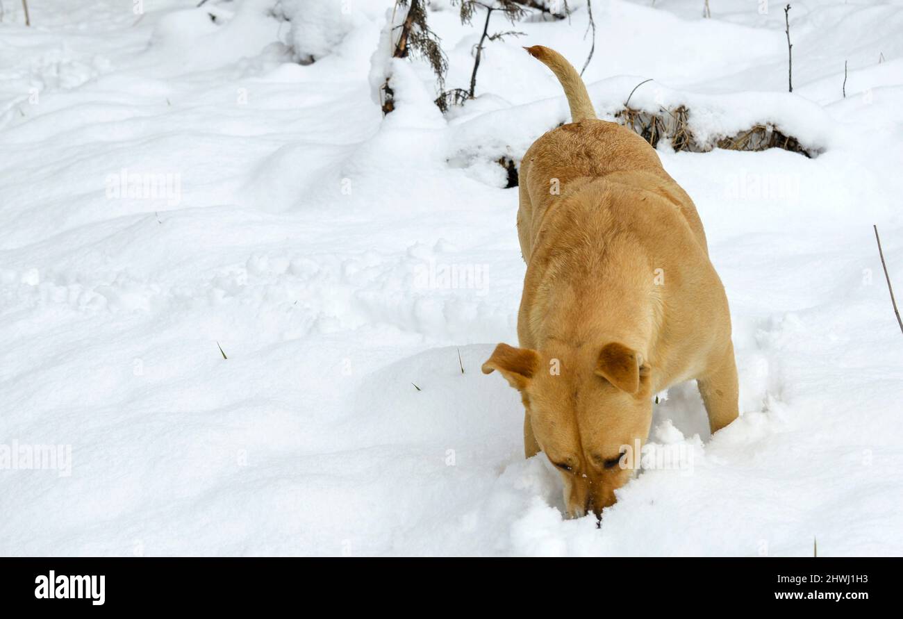splendido cane amstaff mix nella foresta invernale. Stile di vita attivo, escursioni e trekking con animali domestici in stagione fredda, portando cani in lunghe passeggiate Foto Stock