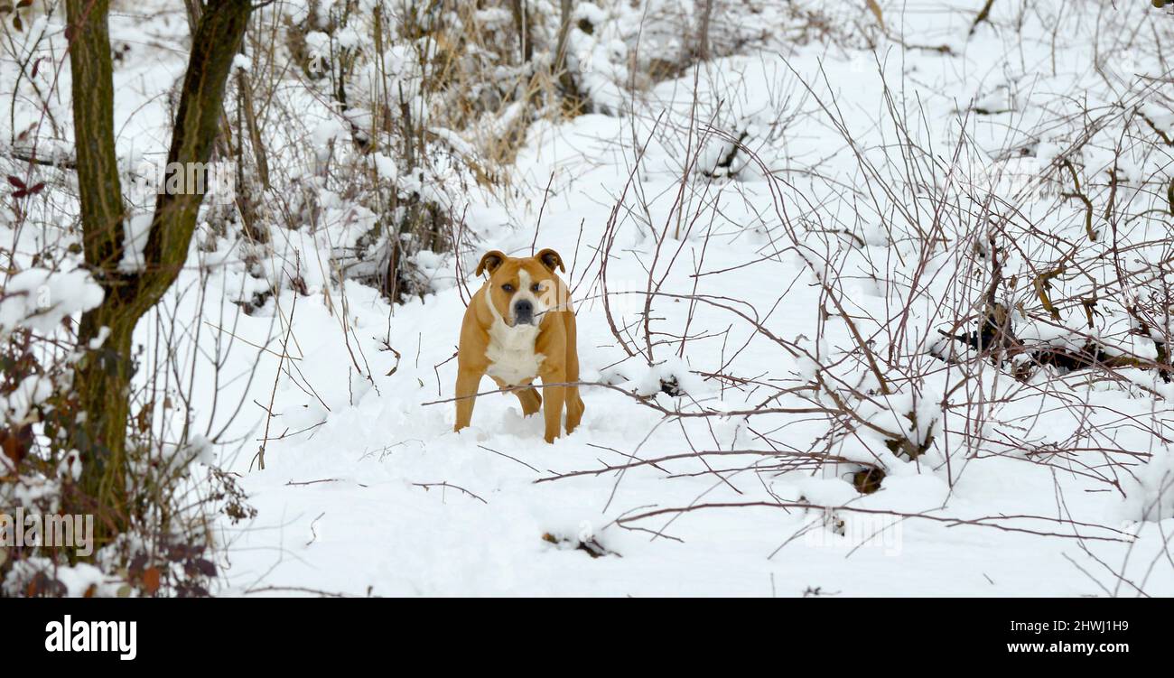 splendida femmina amstaff cane nella foresta d'inverno. Stile di vita attivo, escursioni e trekking con animali domestici in stagione fredda, portando cani in lunghe passeggiate. Foto Stock